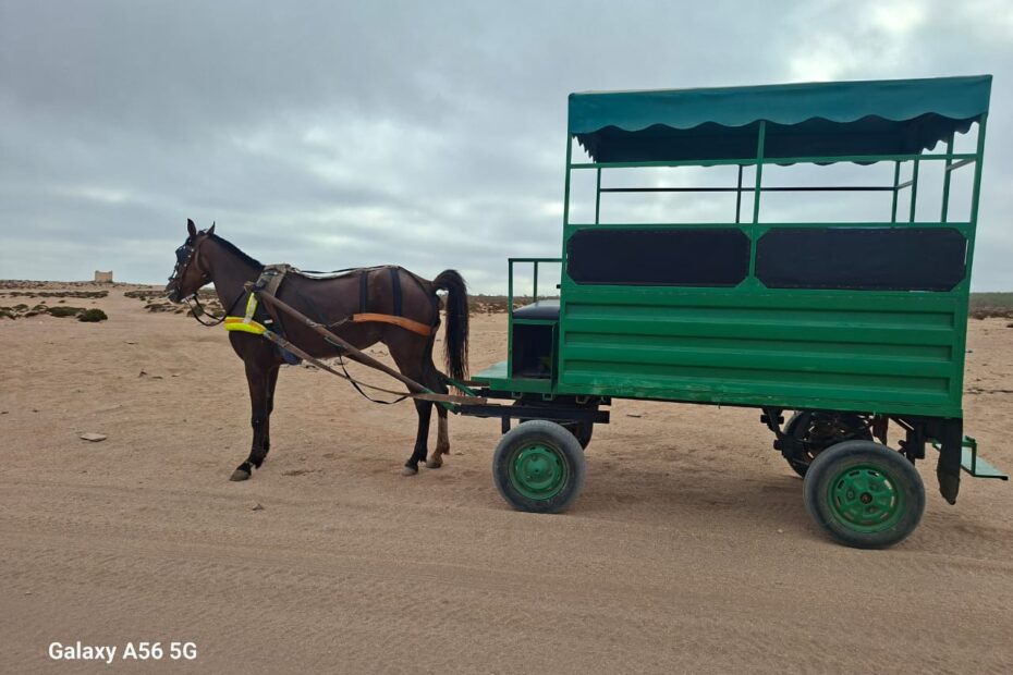 Guide professionnel menant une excursion d'équitation à Agadir