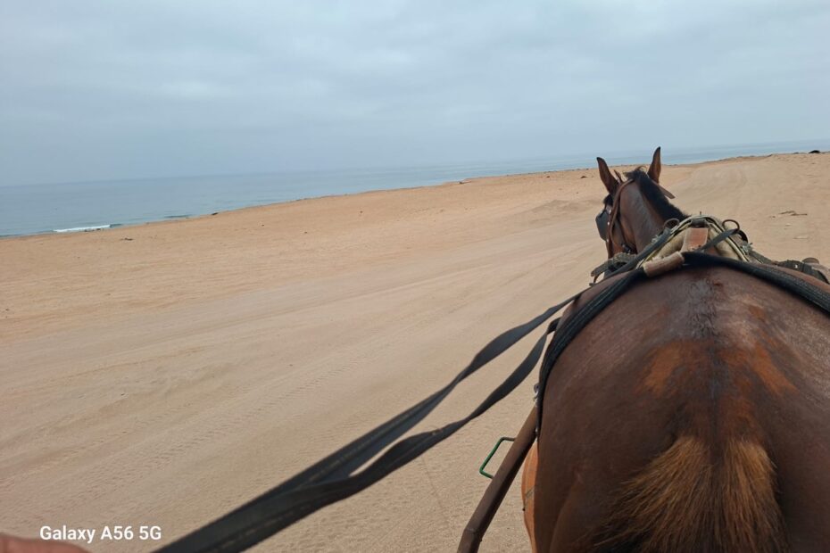 Guide professionnel menant une excursion d'équitation à Agadir
